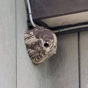 蜂駆除 場所長井市 種類キイロスズメバチ