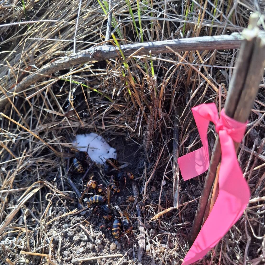 蜂駆除
場所長井市
種類コガタスズメバチ