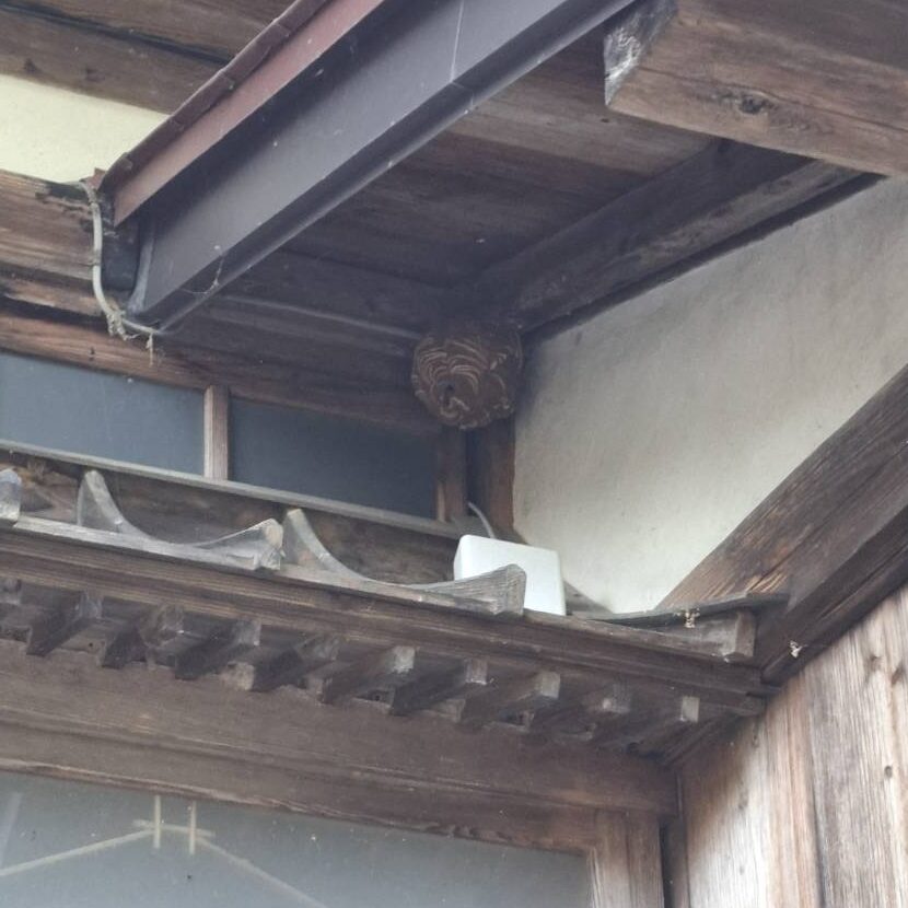 蜂駆除
場所長井市
種類キイロスズメバチ