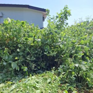 蜂駆除
場所長井市
種類キイロスズメバチ