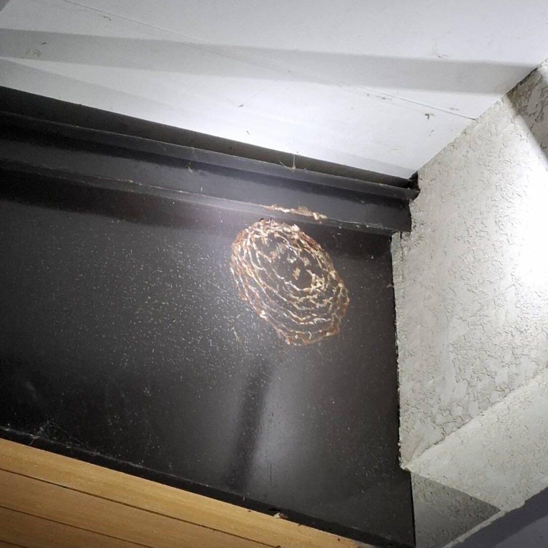 蜂駆除
場所長井市
種類コガタスズメバチ