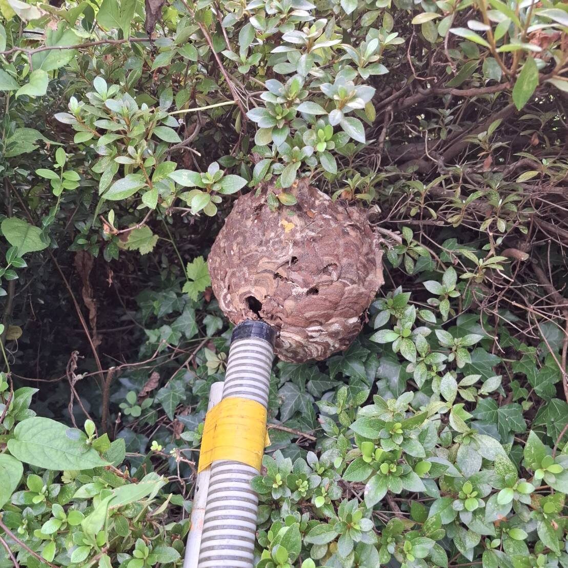 蜂駆除
場所長井市
種類キイロスズメバチ